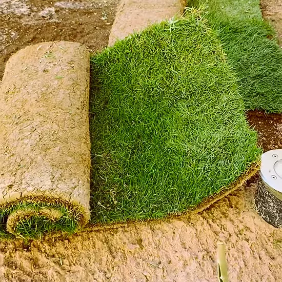 العشب الطبيعي